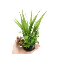 （水草）ハニカムシェルター　寄せ植えミックス　Ver．ミクロ＆有茎草（水上葉）（1個）