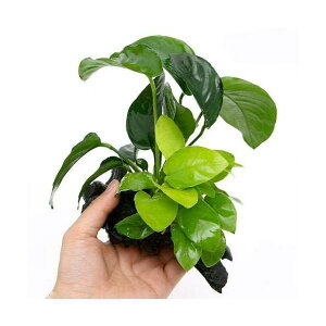 ijAkrAXii@S[foe[@ؕt@STCYi1{ji15cmj