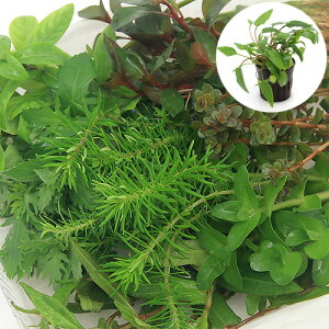 (水草)おまかせ水上葉 レイアウトセット 60cm水槽用 8種+Cry.ウェンティーグリーン(2ポット分)(説明書付)