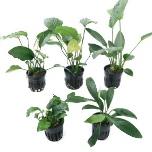 ij܂AkrAX@CAEg@ZbgiחtELtne2|bg@Oip1|bgj