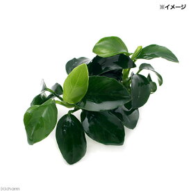 （水草）★処理済み★　アヌビアスナナ　プチ（水上葉）（3ポット分）