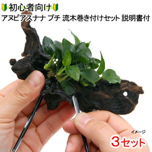 (水草)初心者向け アヌビアスナナ プチ 流木巻き付けセット(水上葉) 説明書付(3セット) 本州四国限定
