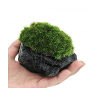 （観葉植物）テラリウム　苔　テラ向け　ヤマゴケ付溶岩石　Sサイズ（約8〜10cm）（1個）
