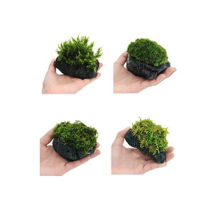 (テラリウム)苔 テラ向け おまかせ苔付溶岩石 Sサイズ(約8〜10cm)(1個)