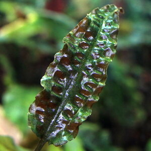 ijNvgRl@EFeB[@uEi_jitji1j