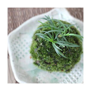 i~́jۋʁ@EmqQi1j@ϗtA@RPʁixԁj