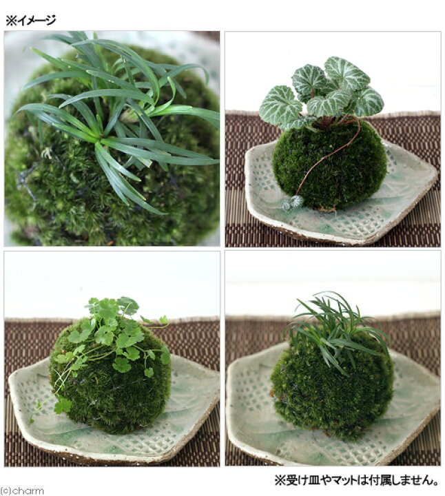 73 以上節約 盆栽 苔玉 ｖｅｒ ミニ樹木 品種おまかせ ３個 観葉植物 コケ玉 Rmladv Com Br