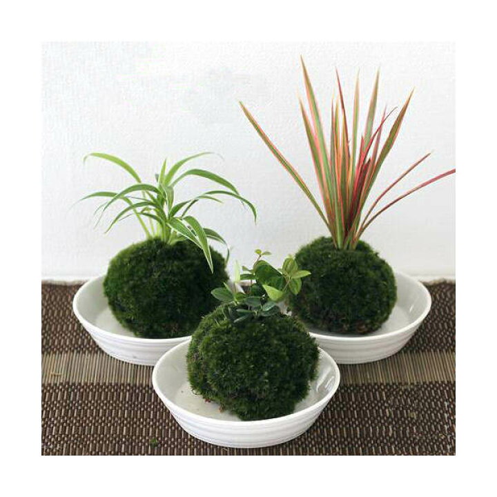 楽天市場 盆栽 苔玉 おまかせ観葉 １個 観葉植物 コケ玉 Charm 楽天市場店