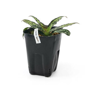 iR쑐jzggMXimCj@v`{zggMXiv{mCj@3i1|bgjixԁj