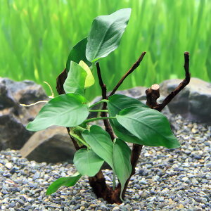 ijā@AkrAXc[@iiitji1{ji15cm`j