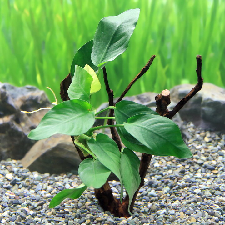 楽天市場 水草 巻きたて アヌビアスナナ ツリー 水上葉 1本 約15cm Charm 楽天市場店 楽天市場 水草 巻きたて アヌビアスナナ ツリー 水上葉 1本 約15cm Charm 楽天市場店