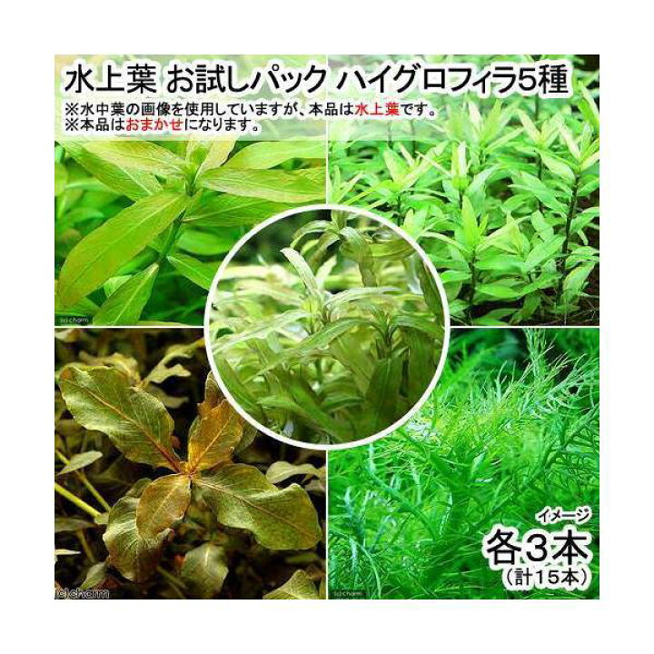 楽天市場 水草 水上葉 お試しパック ハイグロ５種 各３本 無農薬 計１５本 １パック分 北海道航空便要保温 Charm 楽天市場店