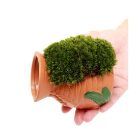 楽天市場 ミナミヌマエビ 飼育 セット 花 ガーデン Diy の通販 楽天市場 ミナミヌマエビ 飼育 セット 花 ガーデン Diy の通販