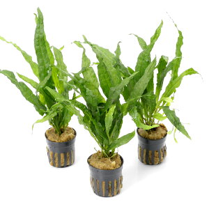 ij~N\E@vevXspD\tg[tiC{CXji3|bgj