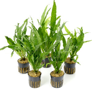 ij~N\E@vevXspD\tg[tiC{CXji5|bgj