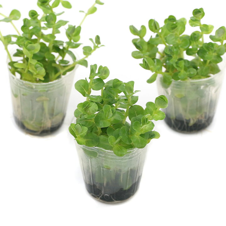 楽天市場 水草 発根済ポット 植えるくん グリーンロタラ 水上葉 無農薬 1ポット 北海道航空便要保温 Charm 楽天市場店 楽天市場 水草 発根済ポット 植えるくん グリーンロタラ 水上葉 無農薬 1ポット 北海道航空便要保温 Charm 楽天市場店