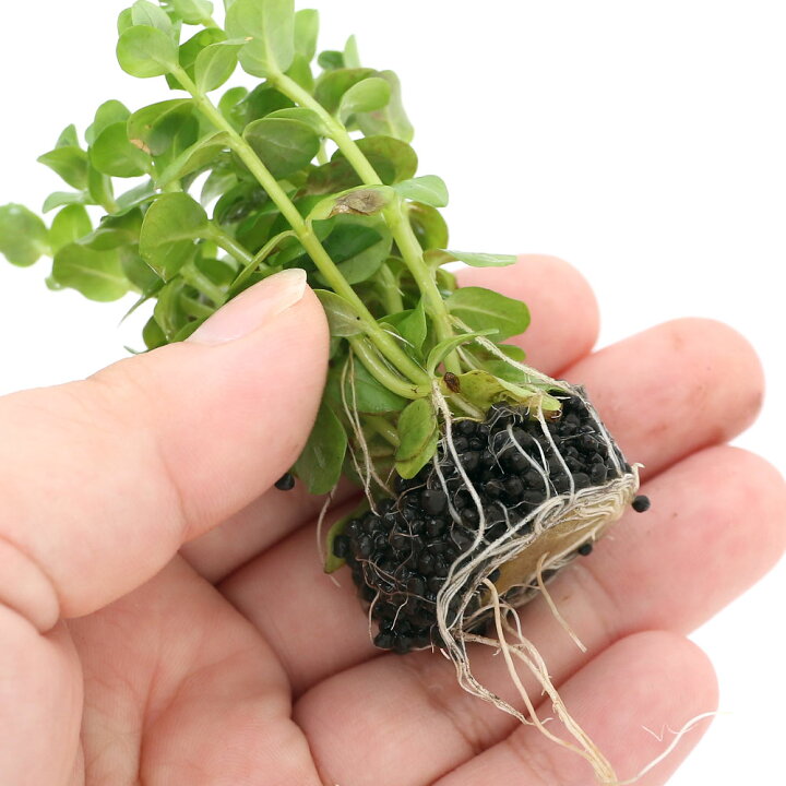 楽天市場 水草 発根済ポット 植えるくん グリーンロタラ 水上葉 無農薬 1ポット Charm 楽天市場店 楽天市場 水草 発根済ポット 植えるくん グリーンロタラ 水上葉 無農薬 1ポット Charm 楽天市場店