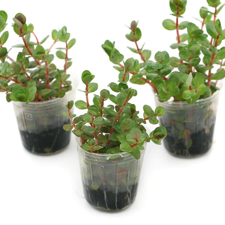 楽天市場 水草 発根済ポット 植えるくん ロタラインディカ 水上葉 無農薬 １ポット 北海道航空便要保温 Charm 楽天市場店