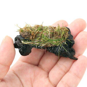 ijā@bNE[t@wA[OXV[g@~j؁itji_ji1{j