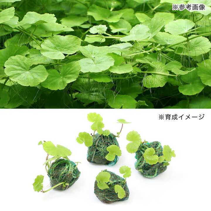 楽天市場 水草 巻きたて アマゾンチドメグサボール 水上葉 無農薬 3個 Charm 楽天市場店 楽天市場 水草 巻きたて アマゾンチドメグサボール 水上葉 無農薬 3個 Charm 楽天市場店