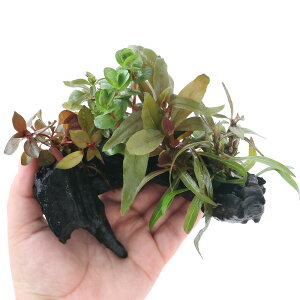 ij܂@ؕt@gt~bNX@STCYitji_ji1{ji15cmj