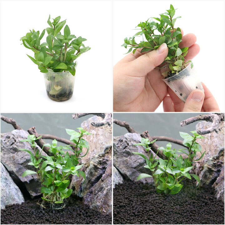 楽天市場 水草 発根済ポット 植えるくん ミリオフィラム エラチノイデス 水上葉 無農薬 １ポット Charm 楽天市場店