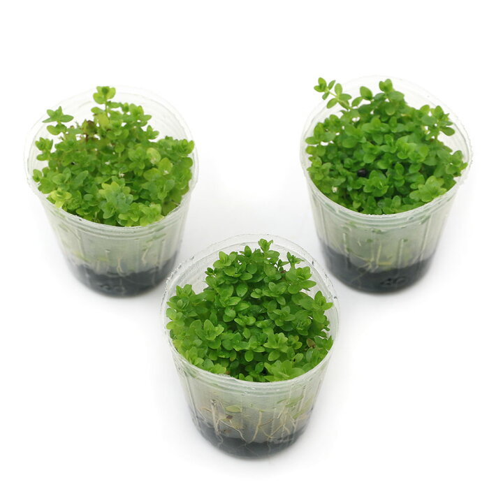 楽天市場 水草 発根済ポット 植えるくん パールグラス 水上葉 無農薬 １ポット Charm 楽天市場店