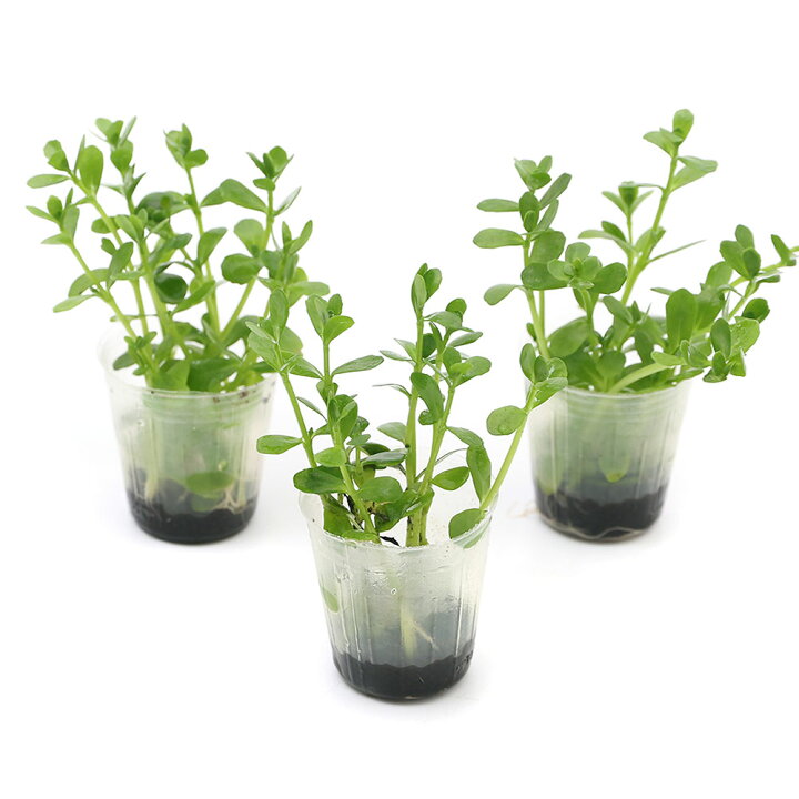 楽天市場 水草 発根済ポット 植えるくん バコパ モンニエリ 水上葉 無農薬 １ポット Charm 楽天市場店