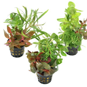 ij|bg@܂񂹐A~bNXitji_ji1|bgj