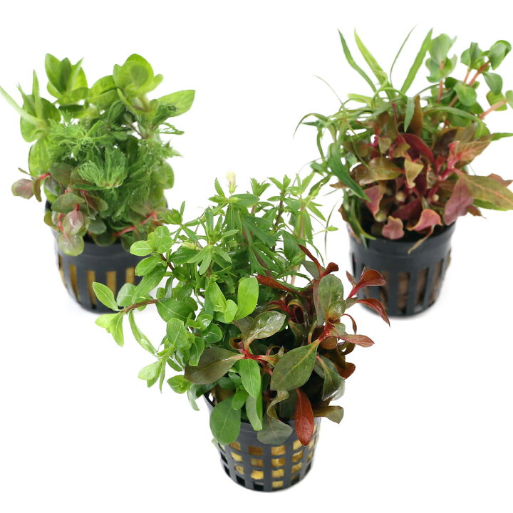楽天市場 水草 ポット おまかせ寄せ植えミックス 水上葉 無農薬 １ポット Charm 楽天市場店