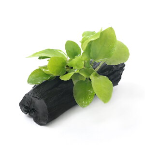 ijAkrAXii@S[f@Yti10`15cmjitji1j