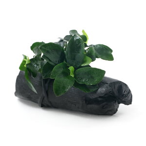 ijAkrAXii@v`@Yti10`15cmjitji1j