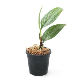 楽天市場 爬虫類 ヒーター 観葉植物 花 観葉植物 花 ガーデン Diyの通販