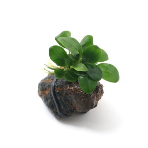 ijgD|{@AkrAXii@nΏi_ji3j@kCEBq֗vۉ