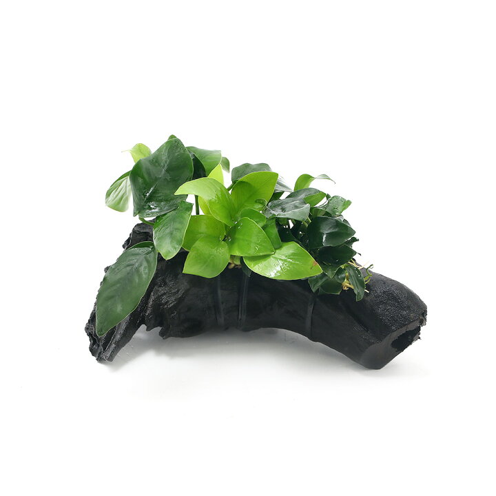 楽天市場 水草 アヌビアス３種 ナナ ゴールデン プチ 付流木 ｓサイズ 約１５ｃｍ 水上葉 １本 Charm 楽天市場店