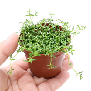 ijA@CfBA@NXXitji_ji1j