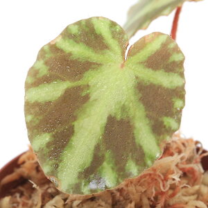 ieEjxSjA@NIpgGi1|bgjxSjA@kCEBq֗vۉ