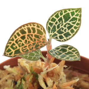 ieEjAlNgLX@NXoM[@S[hxCi1|bgj@kCEBq֗vۉ