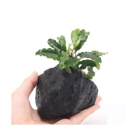 （水草）ブセファランドラsp．グリーンウェービー　溶岩石Sサイズ（約10cm）（水上葉）（1個）