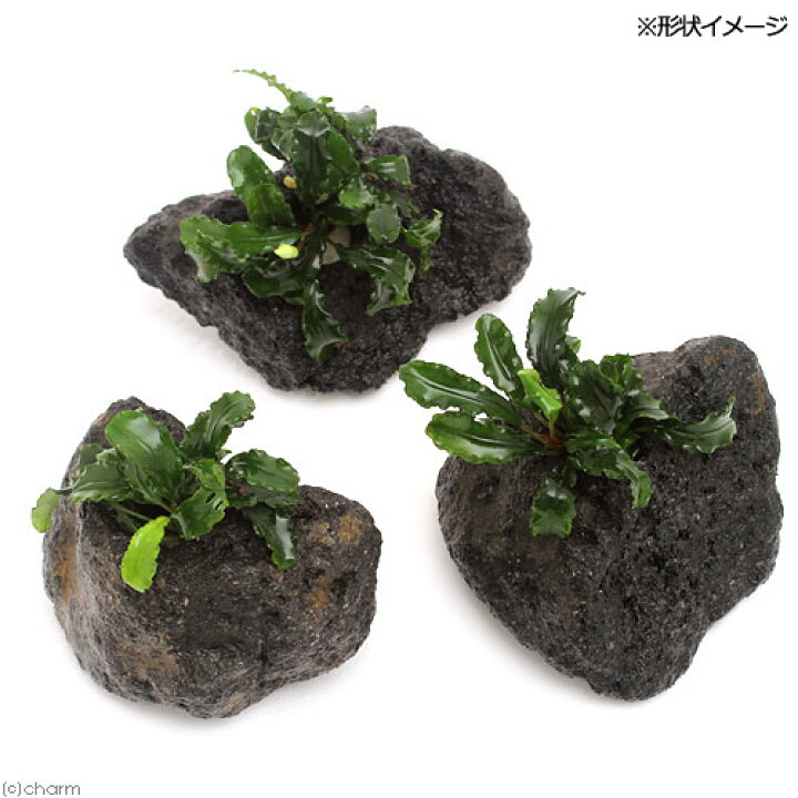 11周年記念イベントが 水草 ケニオイグサｓｐ オレンジ 水上葉 穴あき溶岩石付 無農薬 １個 Riosmauricio Com