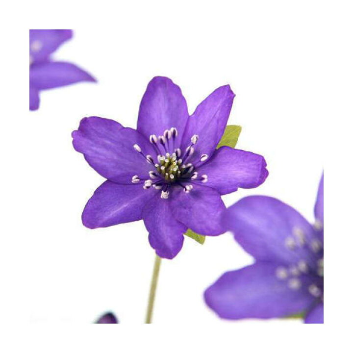 楽天市場 山野草 ユキワリソウ 雪割草 紫花 標準花 ３号 １ポット 休眠株 Charm 楽天市場店