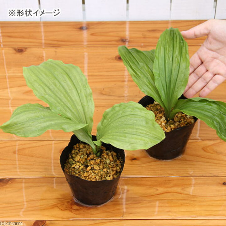楽天市場】（山野草）エビネ（海老根）黄エビネ（黄海老根） 3．5号 