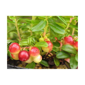 （山野草）盆栽　大実コケモモ（リンゴベリー・カウベリー）　2～3．5号（1ポット）　家庭菜園【HLS_DU】