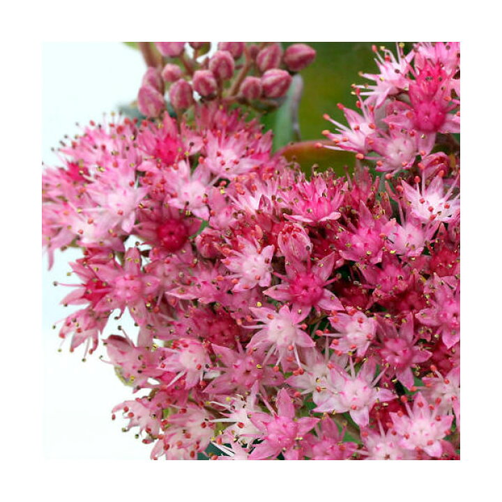 楽天市場 山野草 日高ミセバヤ ２ ５号 １ポット 休眠株 Charm 楽天市場店