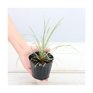 iR쑐jEmqQ@@2D5i1|bgjixԁj