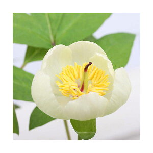 苗 芍薬の人気商品 通販 価格比較 価格 Com