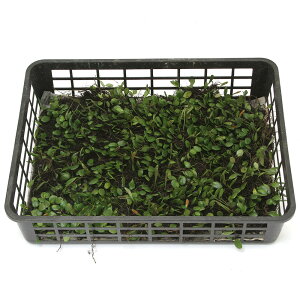 ieEjہ@g[@}d^@g[1@36×27cm