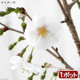 （山野草）盆栽　サクラ（桜）　富士桜　3号　樹高10～20cm前後（1ポット分）【HLS_DU】
