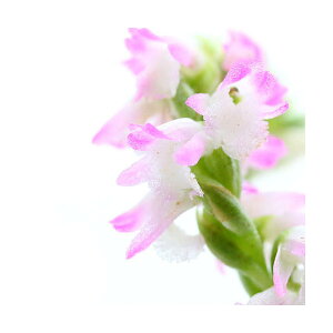 iR쑐jiSNlWoii썑ԁjixj2D5`i1|bgjixԁj