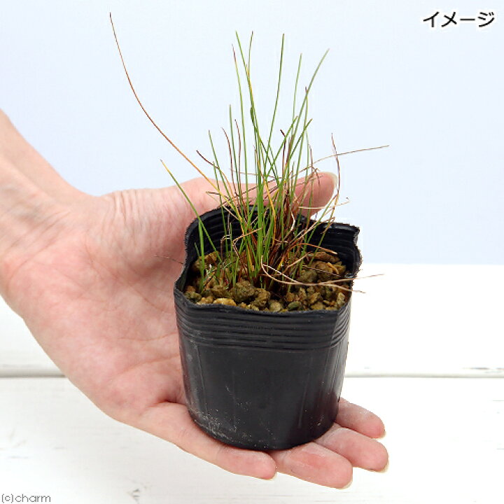 楽天市場 ビオトープ 水辺植物 オレンジワタスゲ １ポット 湿生植物 休眠株 Charm 楽天市場店